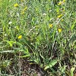 Sonchus maritimus Habitatea