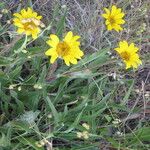 Wyethia angustifolia Hábito