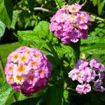 Lantana camara फूल