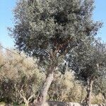 Olea europaea Rinde