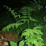 Pteris multifida 整株植物