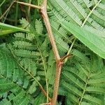 Dichrostachys cinerea Leaf