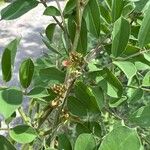 Indigofera suffruticosa പുഷ്പം
