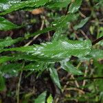 Asplenium friesiorum Folio