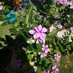 Catharanthus roseus Bloem