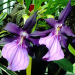 Miltonia spectabilis Flower