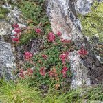 Saxifraga retusa Hábitos