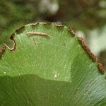 Adiantum reniforme Folio
