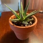 Aloe aristataLeaf