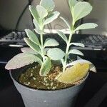 Kalanchoe fedtschenkoi Листок