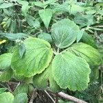 Greyia flanaganii Hoja