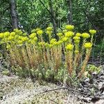 Petrosedum montanum Kukka