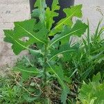 Lactuca serriola عادت داشتن