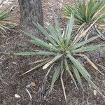 Yucca baccata Hábito