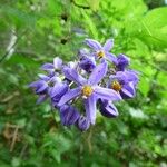 Solanum seaforthianum Λουλούδι