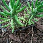 Austrocylindropuntia cylindrica Blad