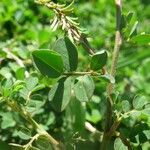 Indigofera hendecaphylla 葉