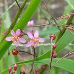 Talinum paniculatum Çiçek