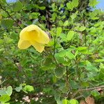 Bauhinia tomentosa 葉