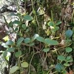 Peperomia borbonensis Habit