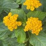 Lantana canescens Цвят