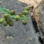 Sisyrinchium angustifolium Blatt