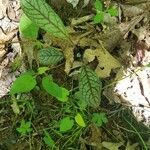 Hieracium venosum Leaf