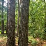 Pinus echinata Corteza