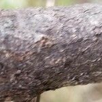 Daviesia latifolia Bark