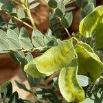 Senna alexandrina Fruit