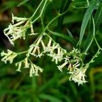 Heliotropium messerschmidioides Flower