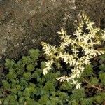 Sedum glaucophyllum Агульны выгляд