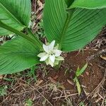 Curcuma longa Kvet