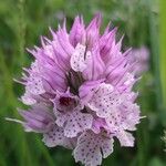 Neotinea tridentata Flower