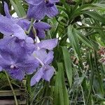 Vanda coerulea Συνήθη χαρακτηριστικά