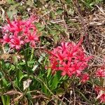 Nerine sarniensis Flor