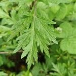 Artemisia verlotiorum Leaf