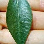 Qualea parviflora Leaf