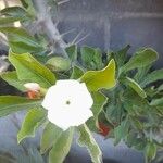 Pachypodium saundersii Floro