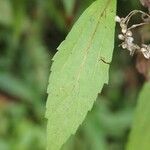 Ageratina riparia 葉