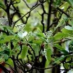 Sorbus mougeotii Hábito