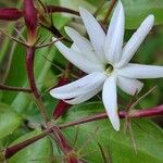 Jasminum simplicifolium Õis