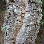 Quercus suber Bark