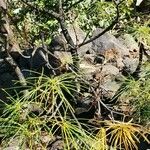 Plumeria filifolia Habit