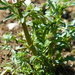 Valeriana calcitrapae Habit