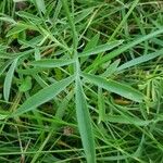 Ratibida columnifera Blatt