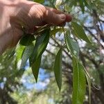 Salix pentandra Leht