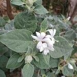 Barleria albostellata फूल