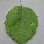 Rubus winteri Blad