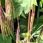 Bromus sterilis Fruit